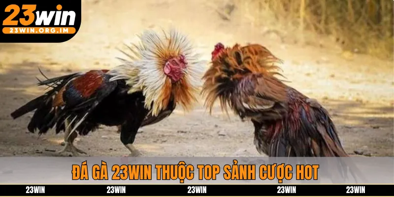 Đá gà 23win thuộc top sảnh cược hot