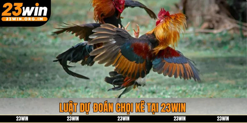 Luật dự đoán chọi kê tại 23win